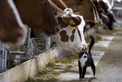 barn-cat-and-cow.jpg